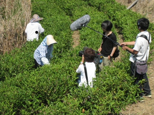 画像: 紅富貴収穫！NHKさんと南海放送さん・愛媛新聞社さんが取材に来てくださいました。
