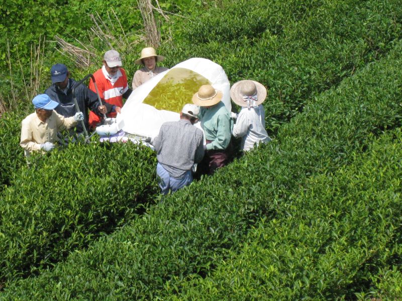 画像: 中島育ちの　べにふうき茶